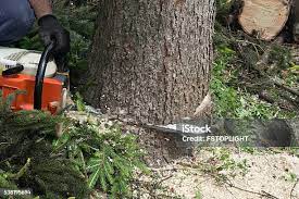 How Our Tree Care Process Works  in  Bryans Road, MD
