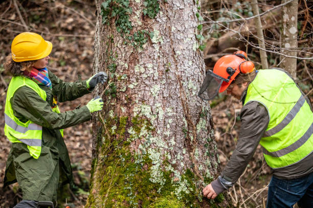 Best Seasonal Cleanup (Spring/Fall)  in Bryans Road, MD