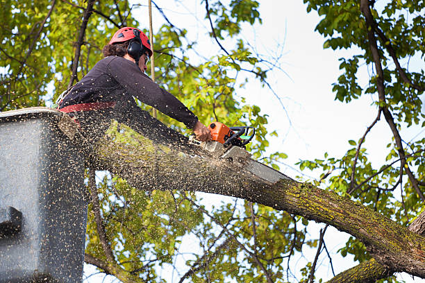 Best Tree Disease Treatment  in Bryans Road, MD