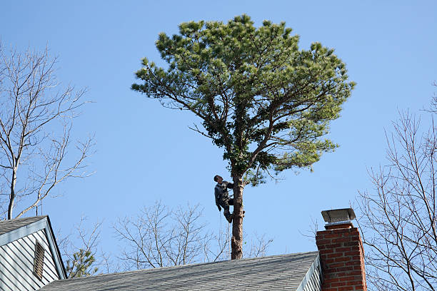 Best Pest Control for Lawns  in Bryans Road, MD