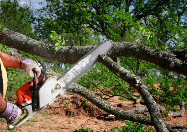 Best Tree Trimming and Pruning  in Bryans Road, MD