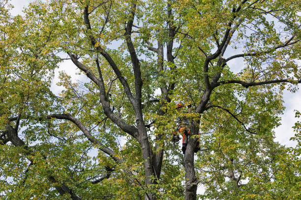 Trusted Bryans Road, MD Tree Care Experts